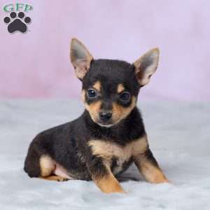 Theo, Chihuahua Puppy